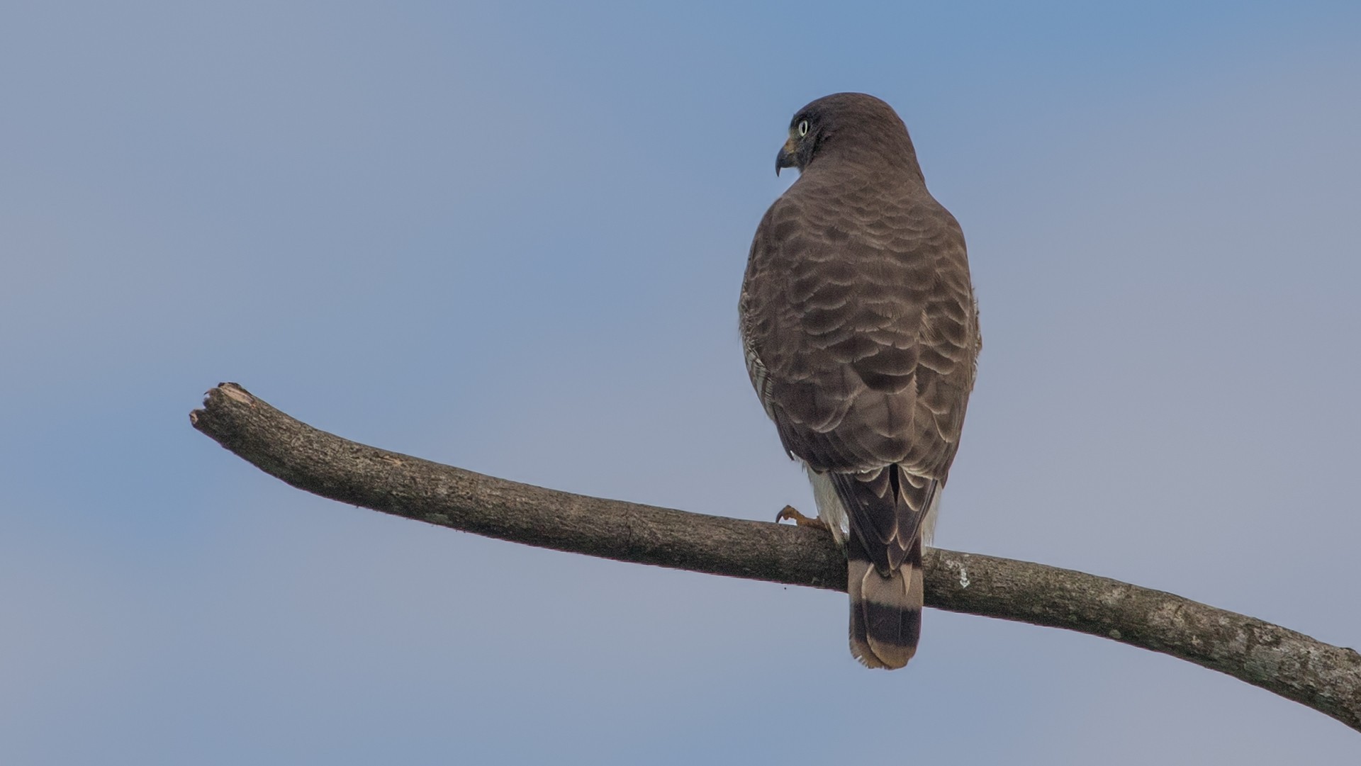 Roadside Hawk — Ana fotoğraf