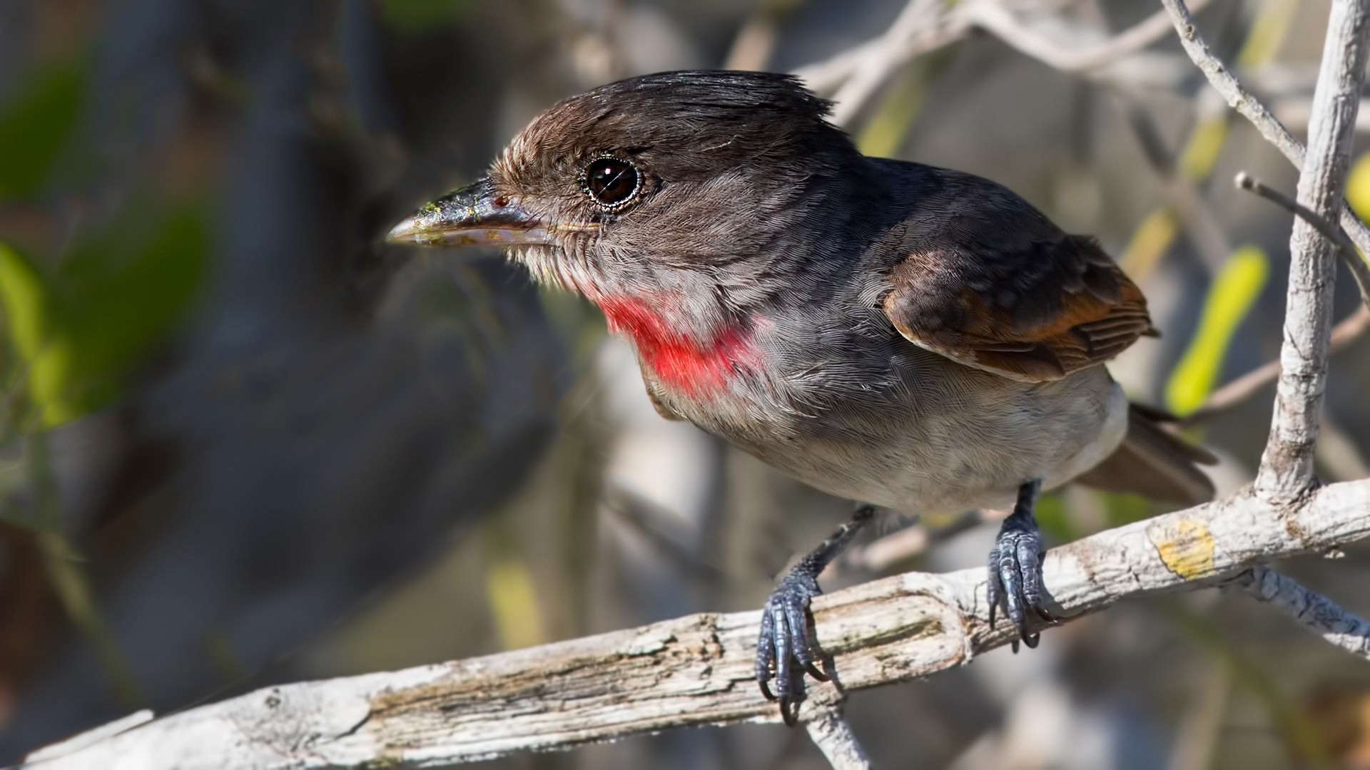 Rose-throated Becard — Ana fotoğraf