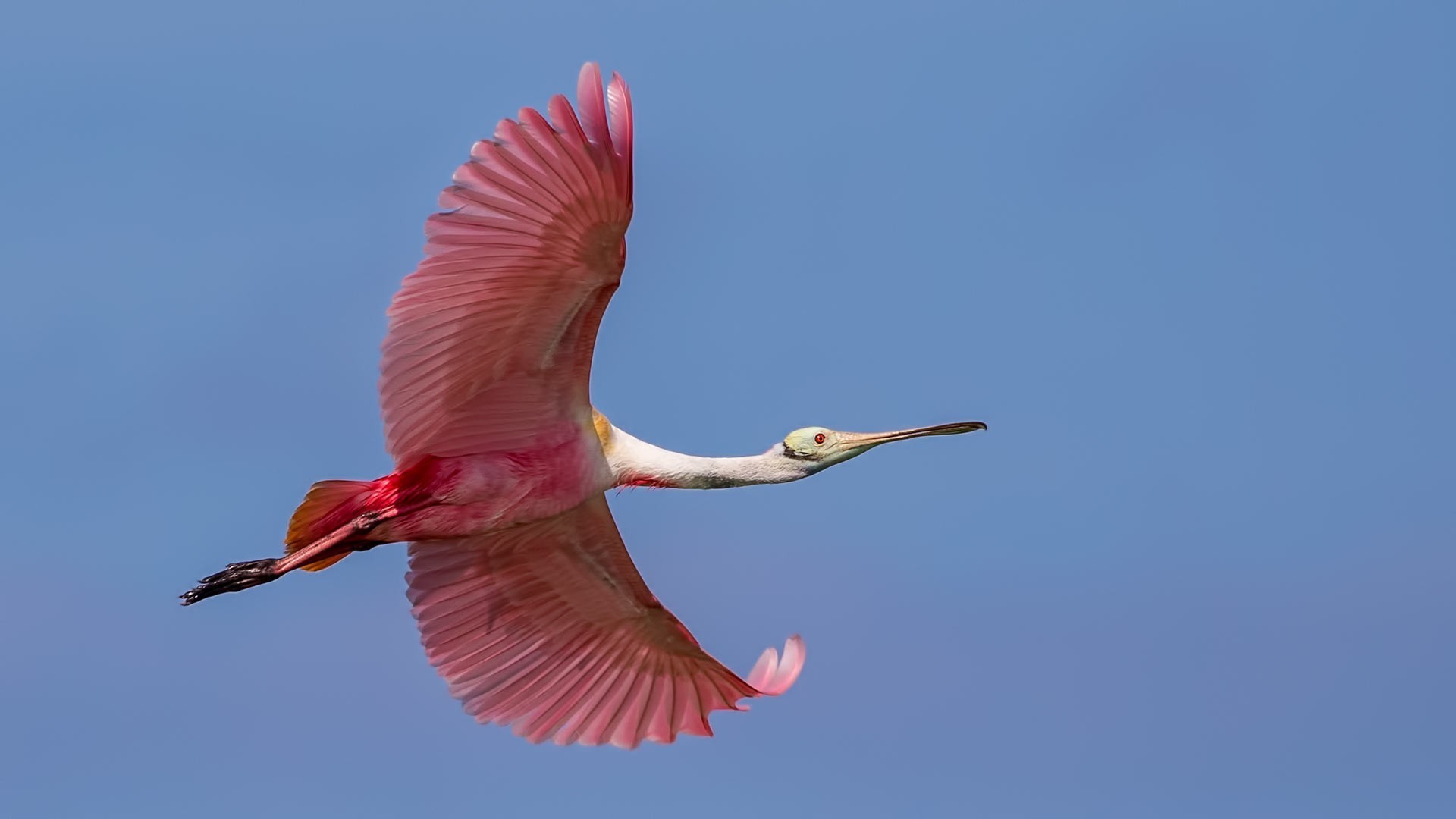Roseate Spoonbill