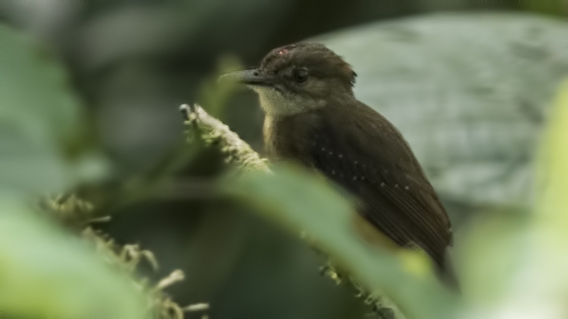Royal Flycatcher