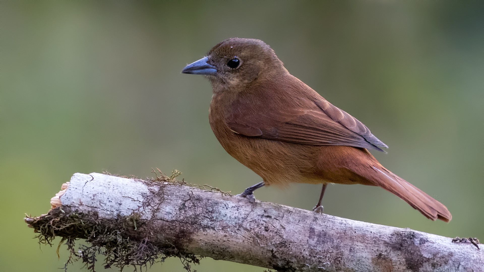 Ruby-crowned Tanager — Ana fotoğraf