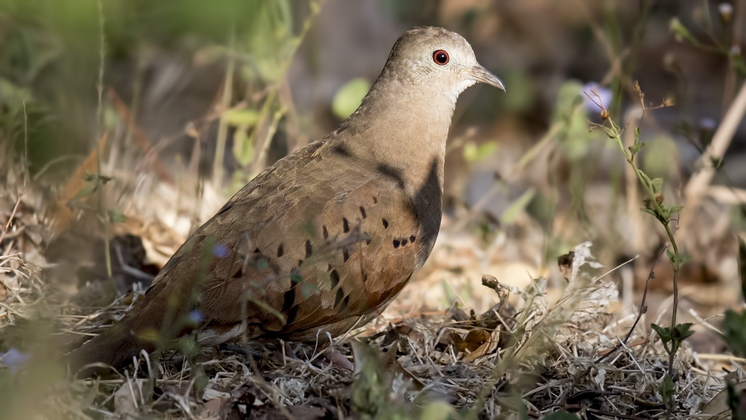 Ruddy Ground-dove