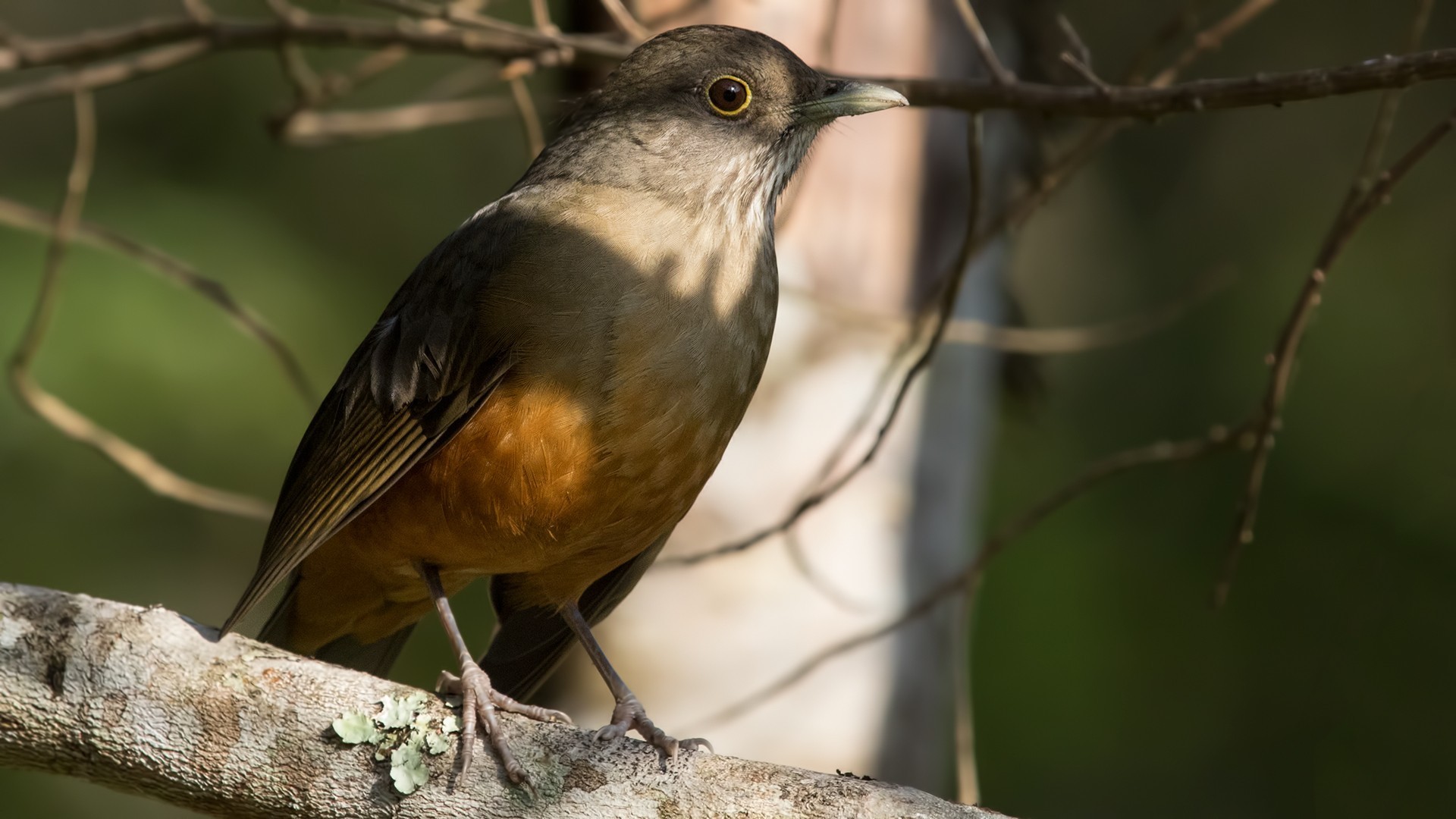 Rufous-bellied Thrush
