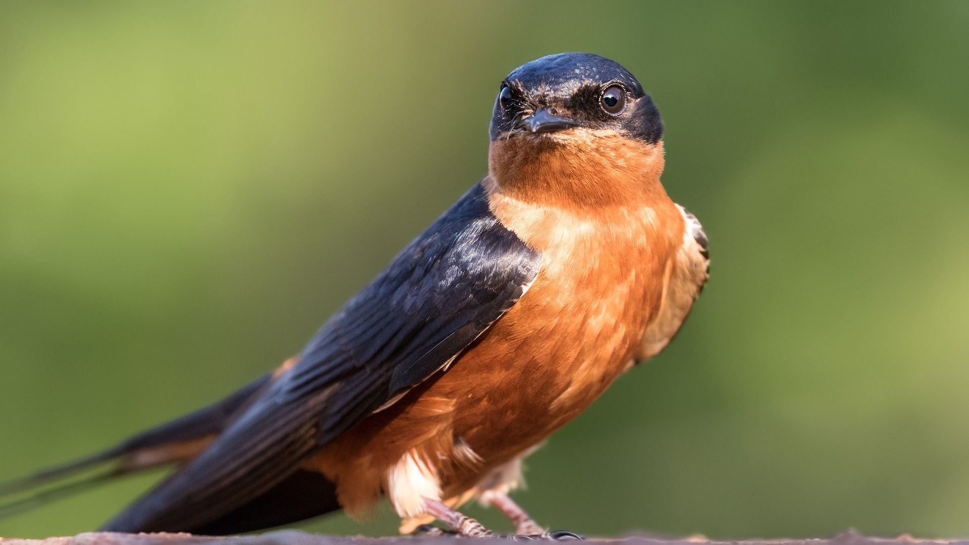 Rufous-chested Swallow