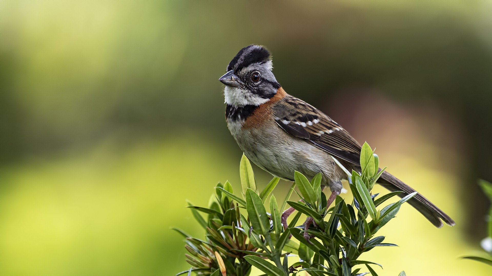 Rufous-collared Sparrow