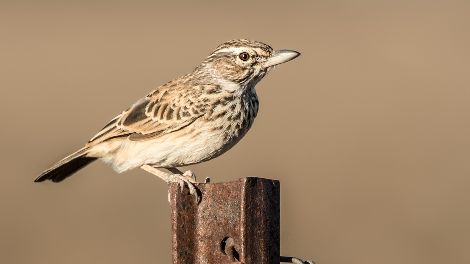 Sabota Lark — Ana fotoğraf