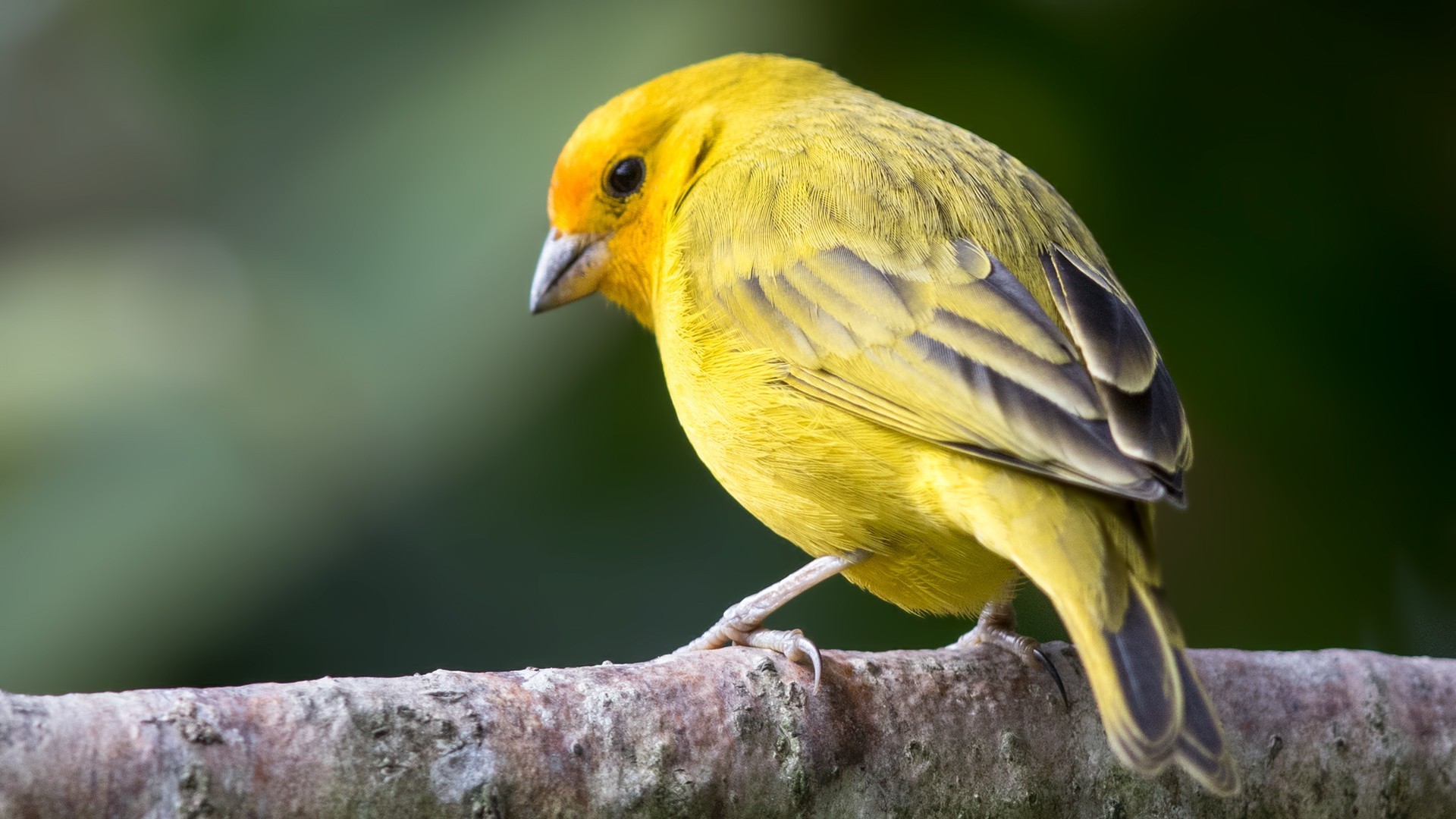 Saffron Finch — Ana fotoğraf