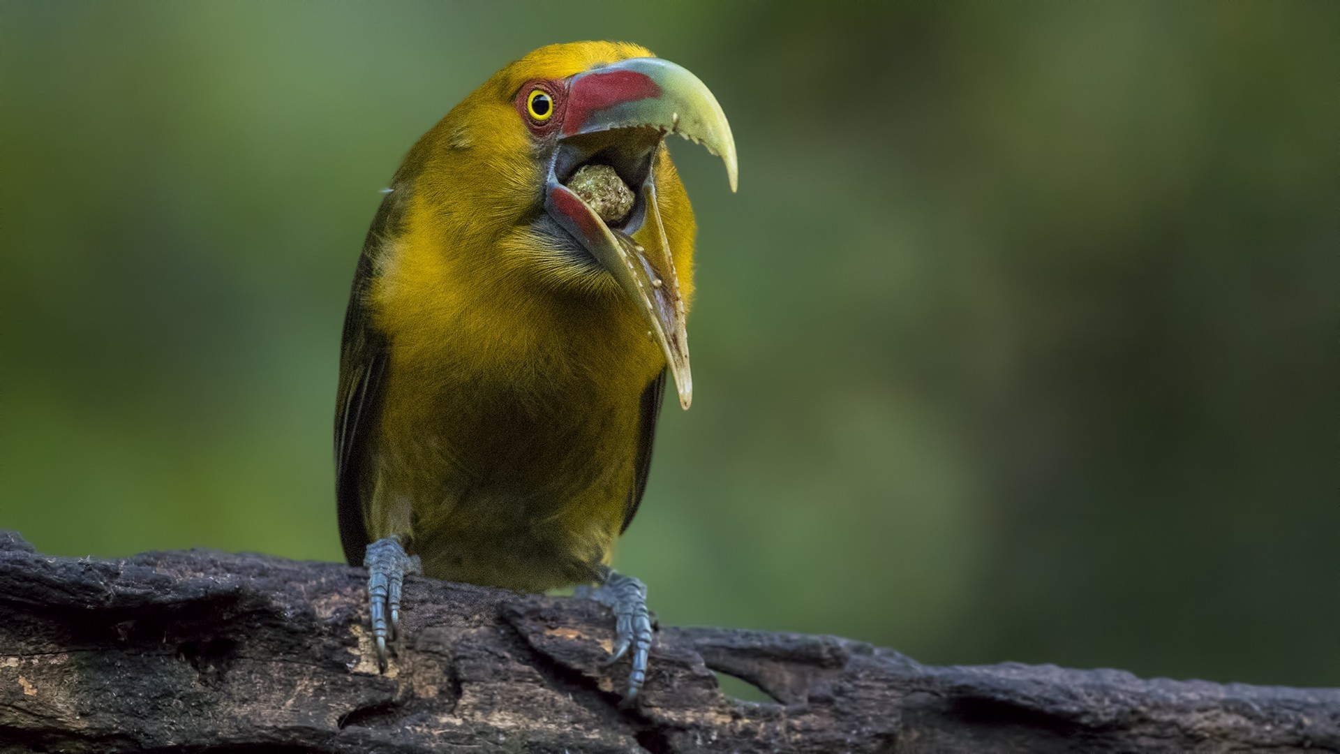 Saffron Toucanet