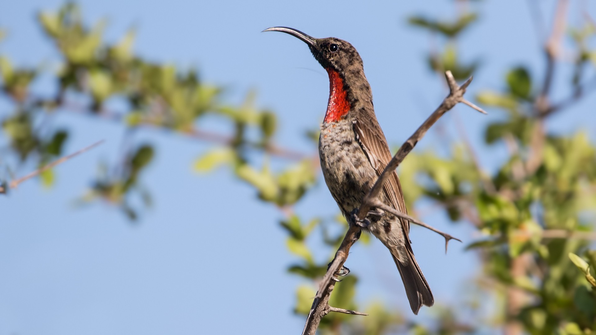 Scarlet-chested Sunbird — Ana fotoğraf