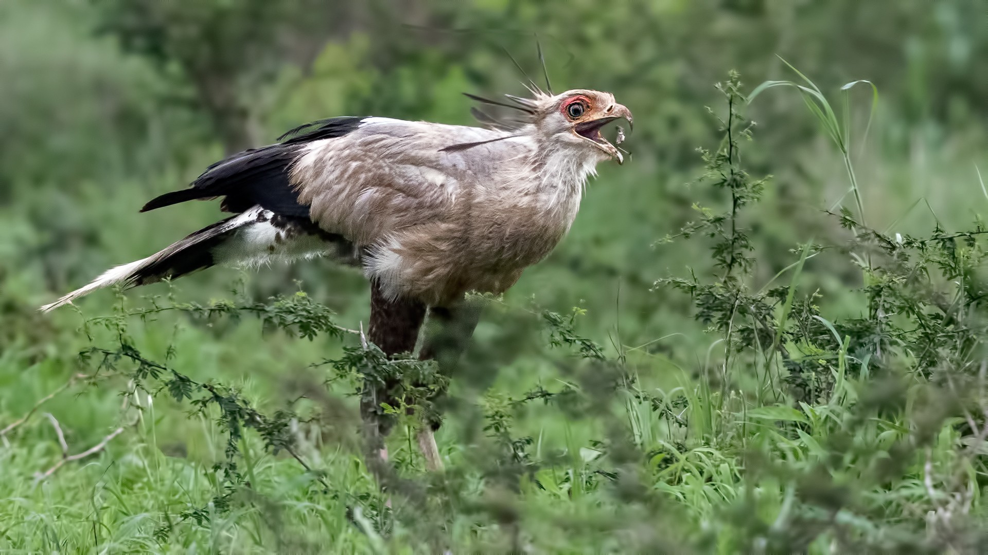 Secretarybird — Ana fotoğraf