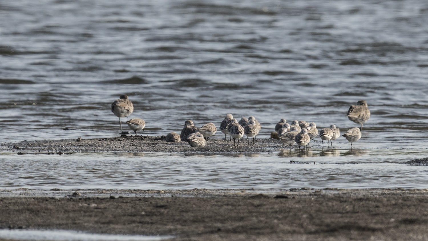 Short-billed Dowitcher — Ana fotoğraf