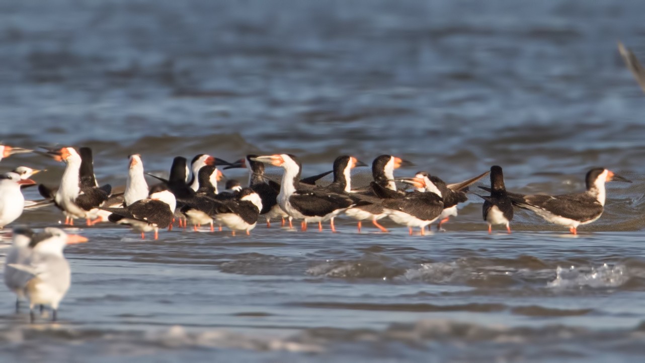 Black Skimmer — Ana fotoğraf