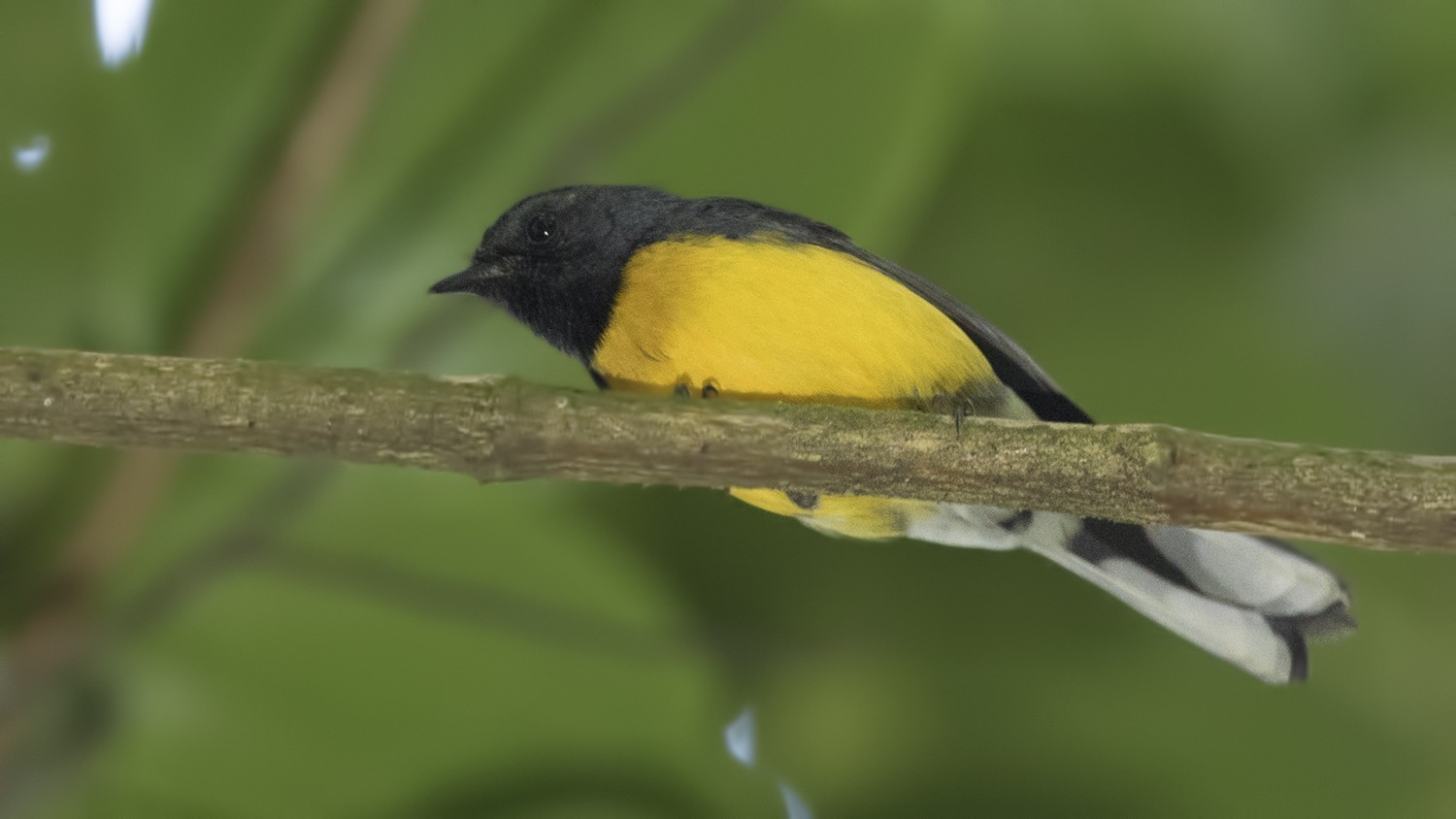 Slate-colored Seedeater