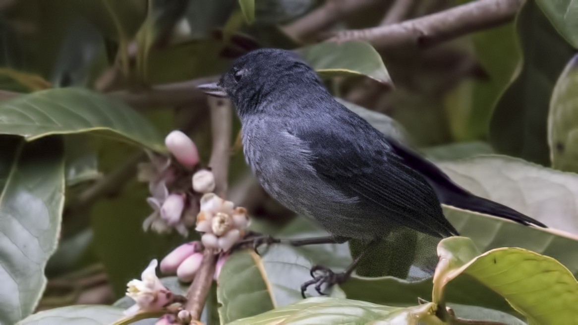 Slaty Flowerpiercer