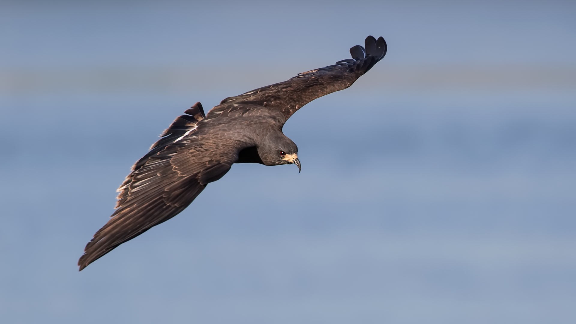 Snail Kite — Ana fotoğraf