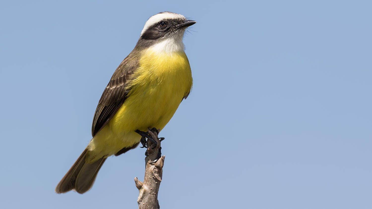 Social Flycatcher