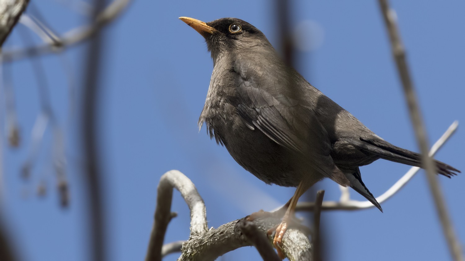 Sooty Thrush