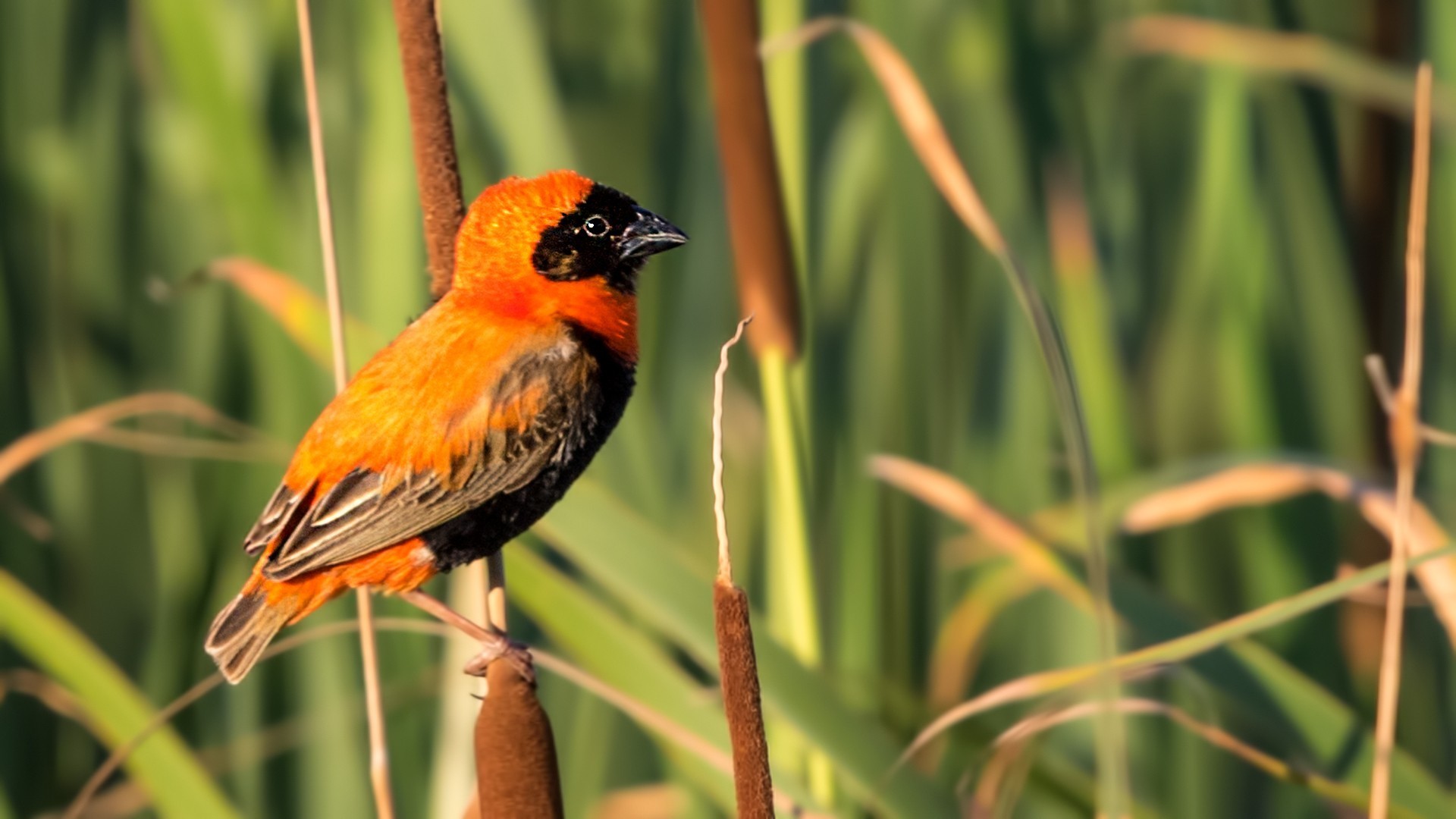 Southern Red Bishop