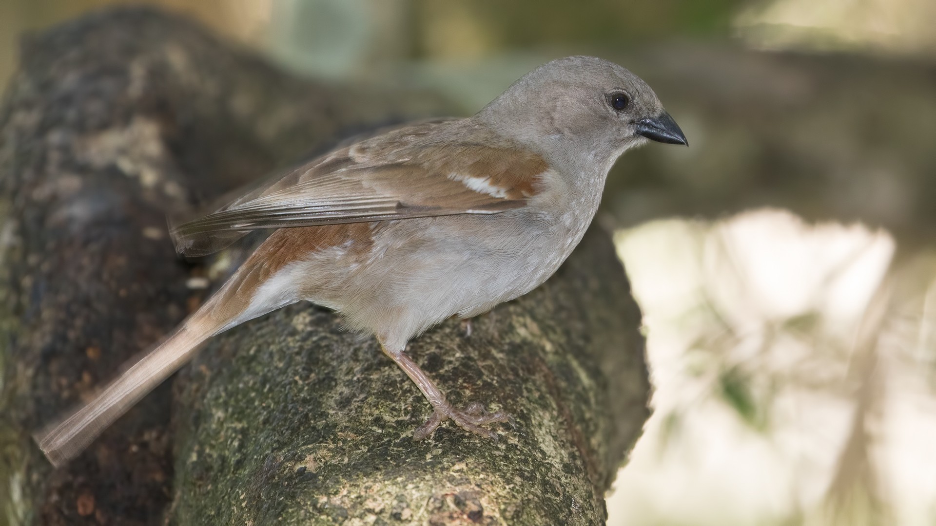 Southern Grey-headed Sparrow