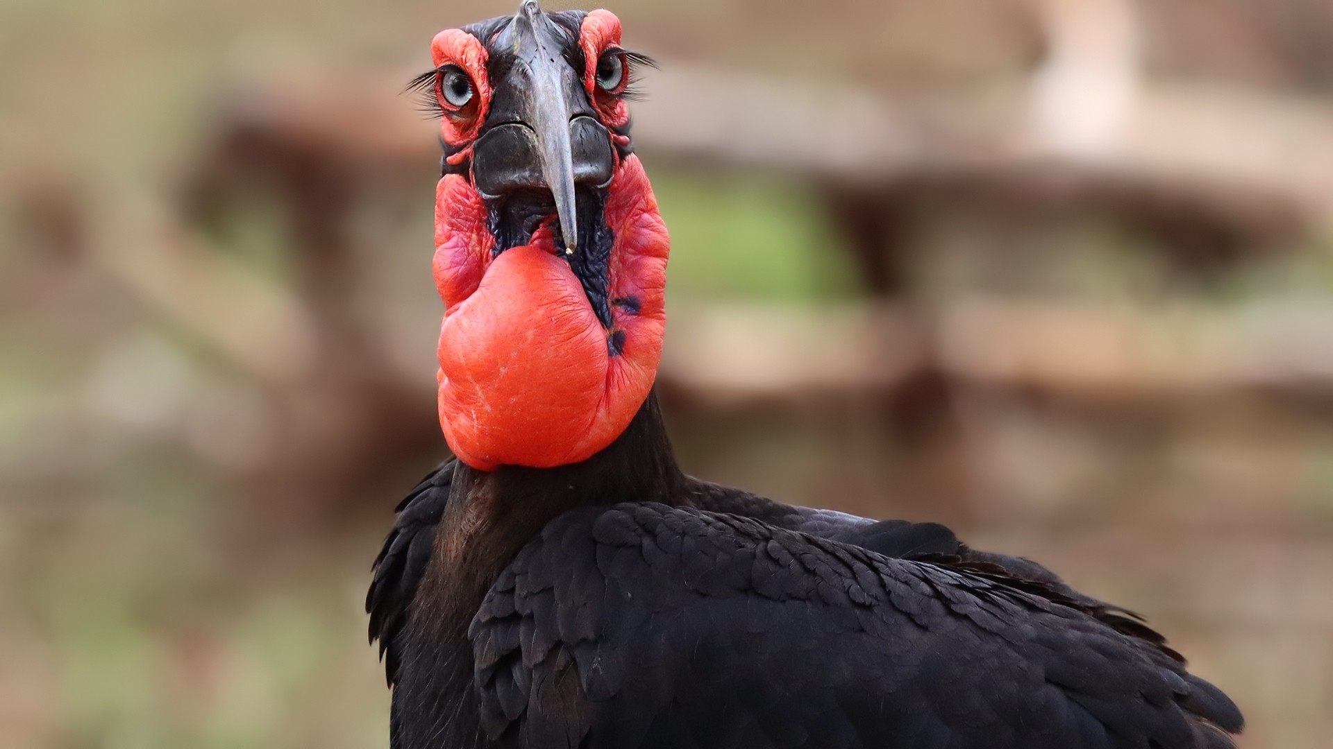 Southern Ground-hornbill