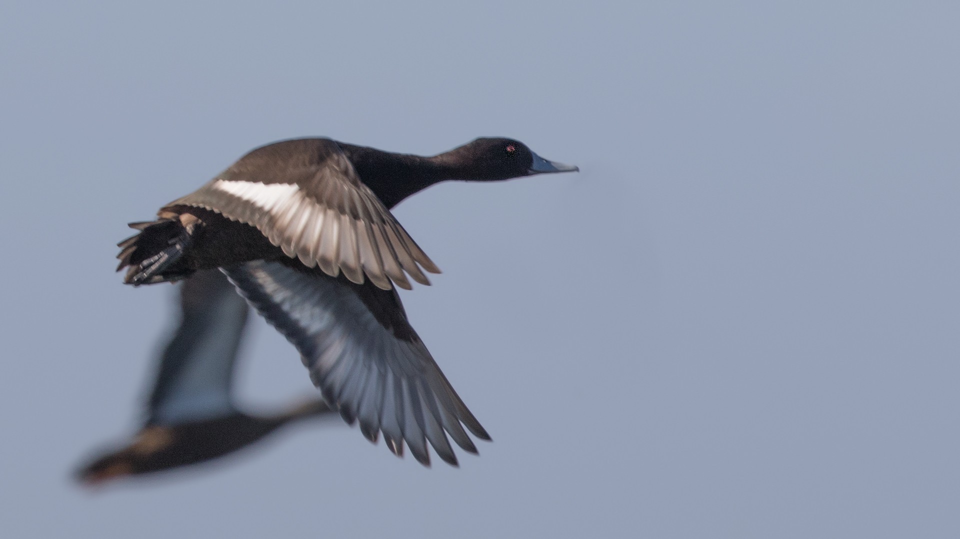 Southern Pochard — Ana fotoğraf