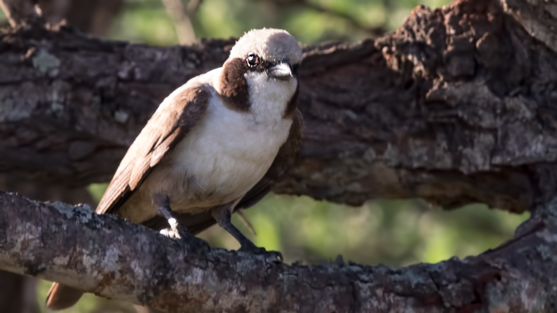 Southern White-crowned Shrike — Ana fotoğraf