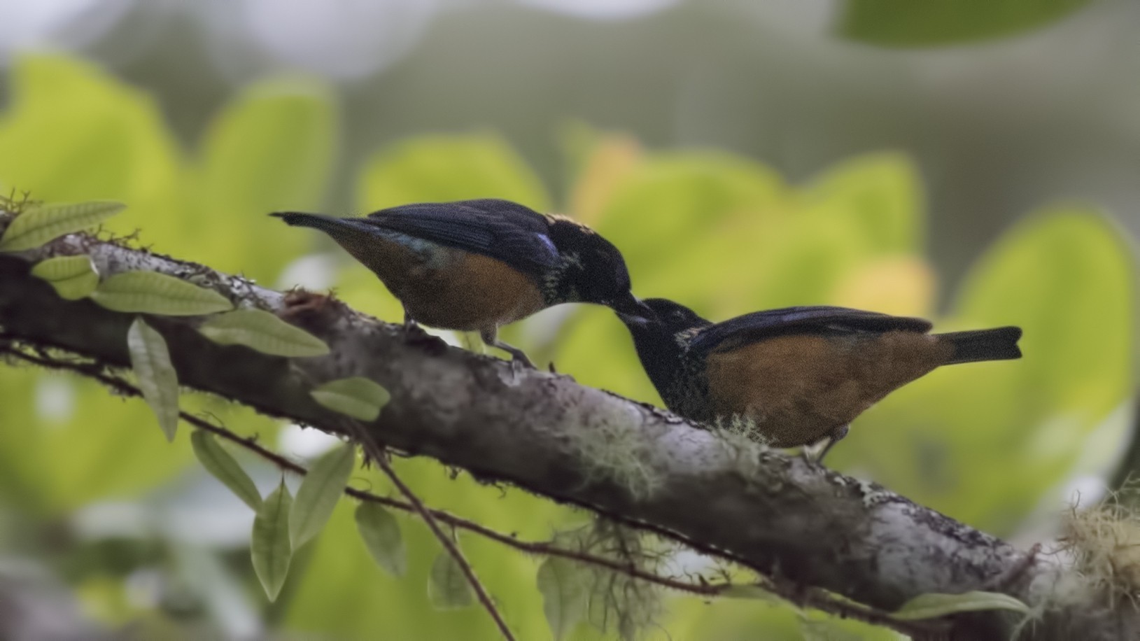Spangle-cheeked Tanager