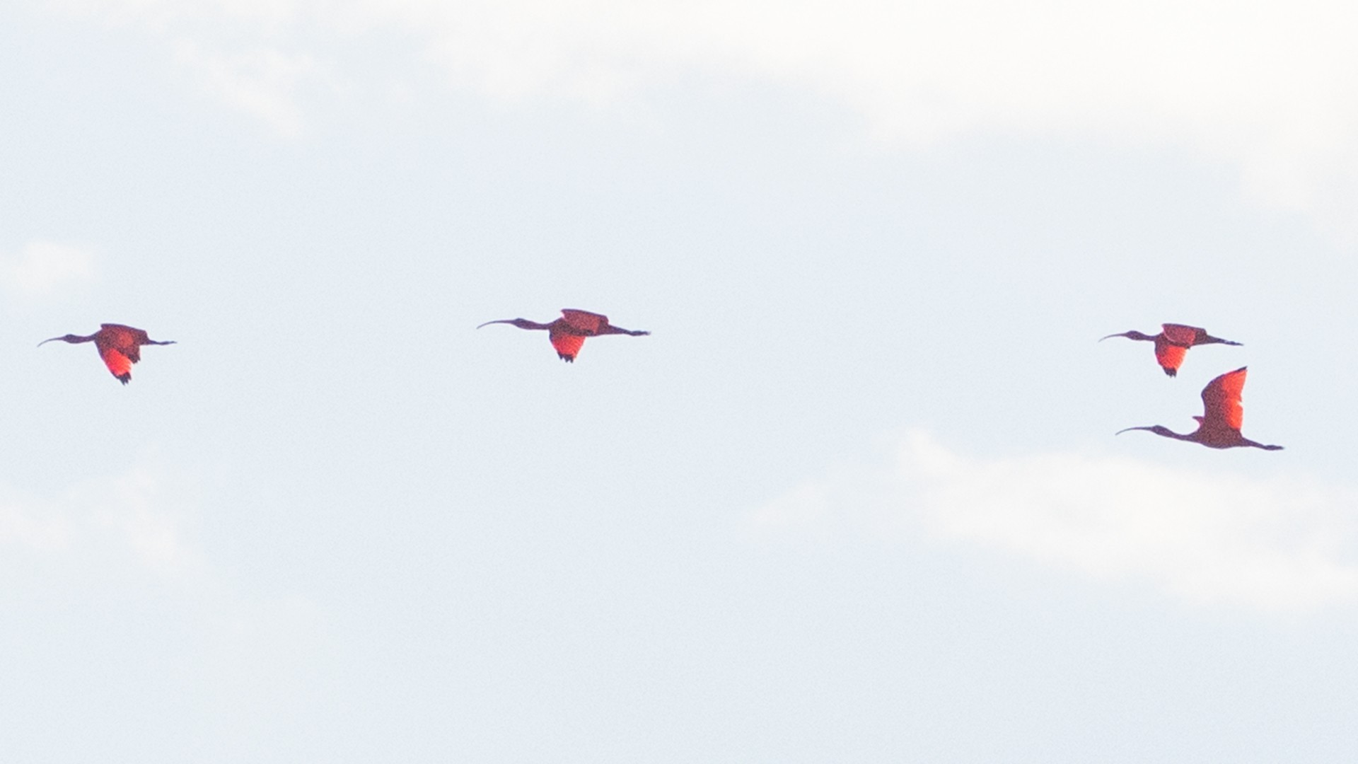 Roseate Spoonbill — Ana fotoğraf