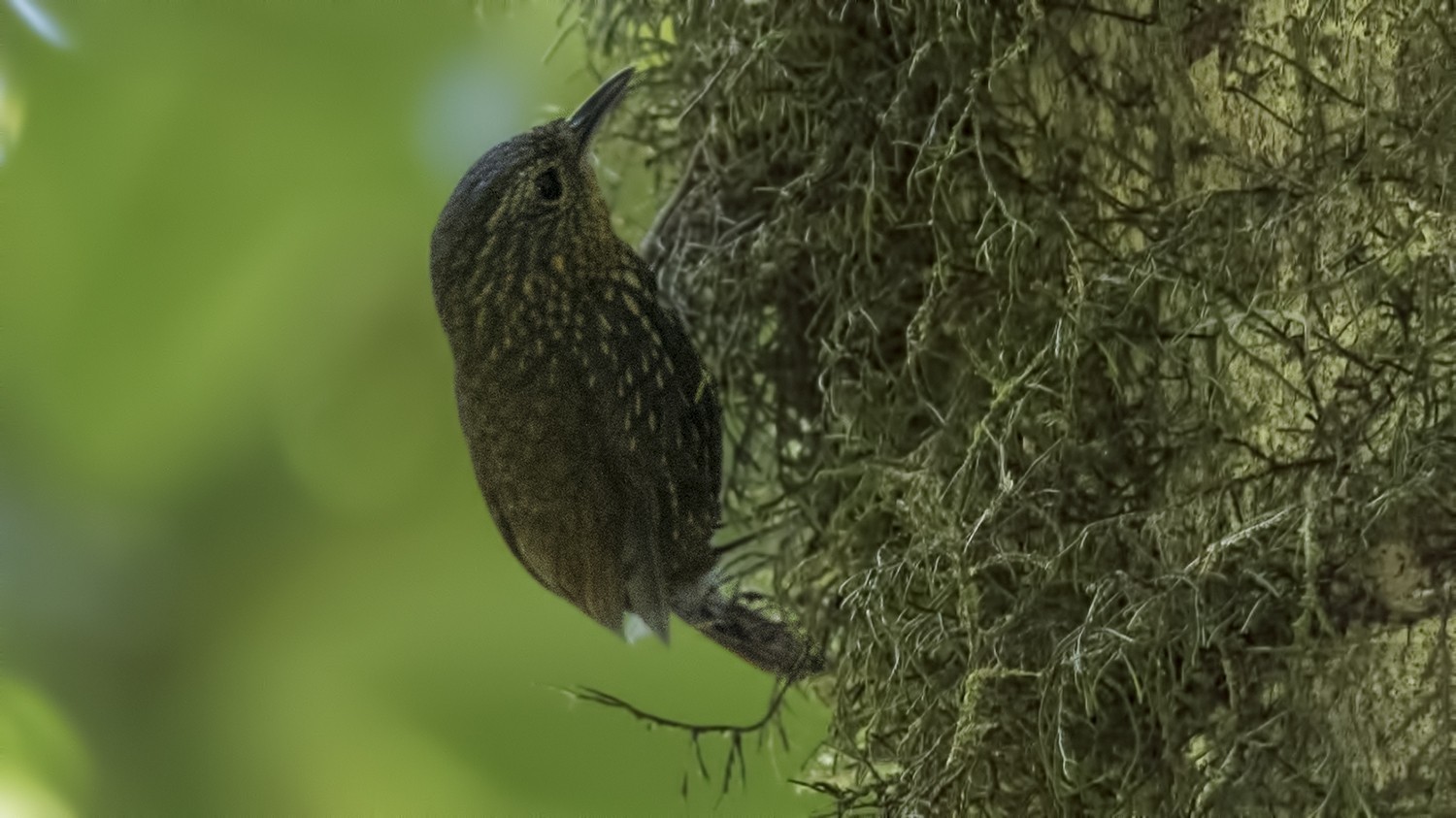 Spotted Barbtail