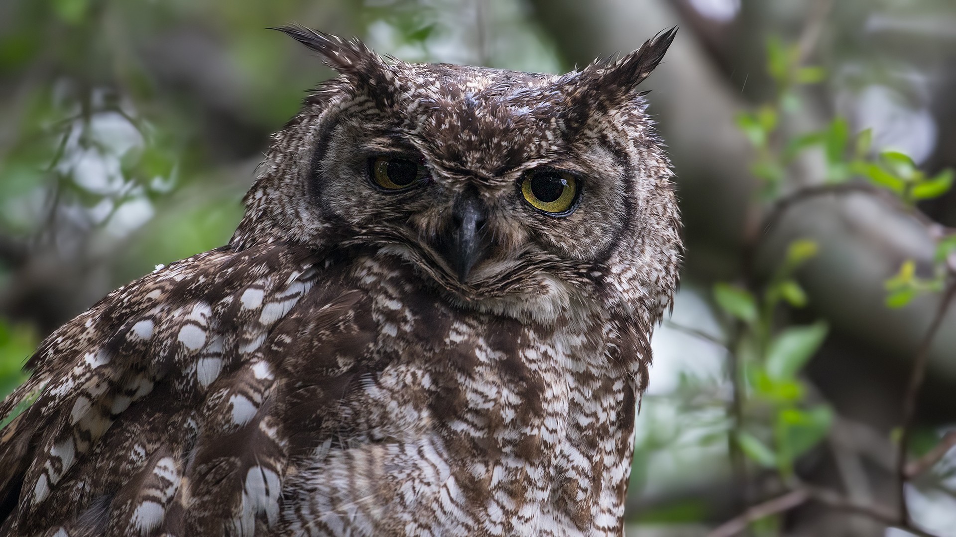 Spotted Eagle-owl — Ana fotoğraf