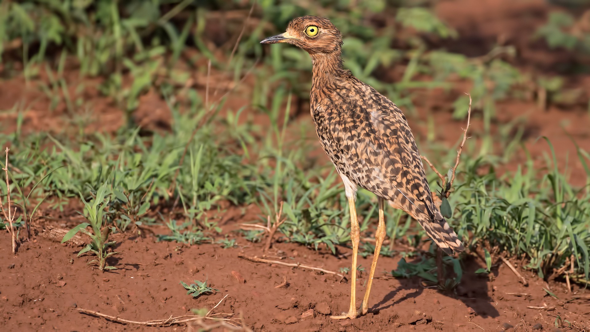 Spotted Thick-knee