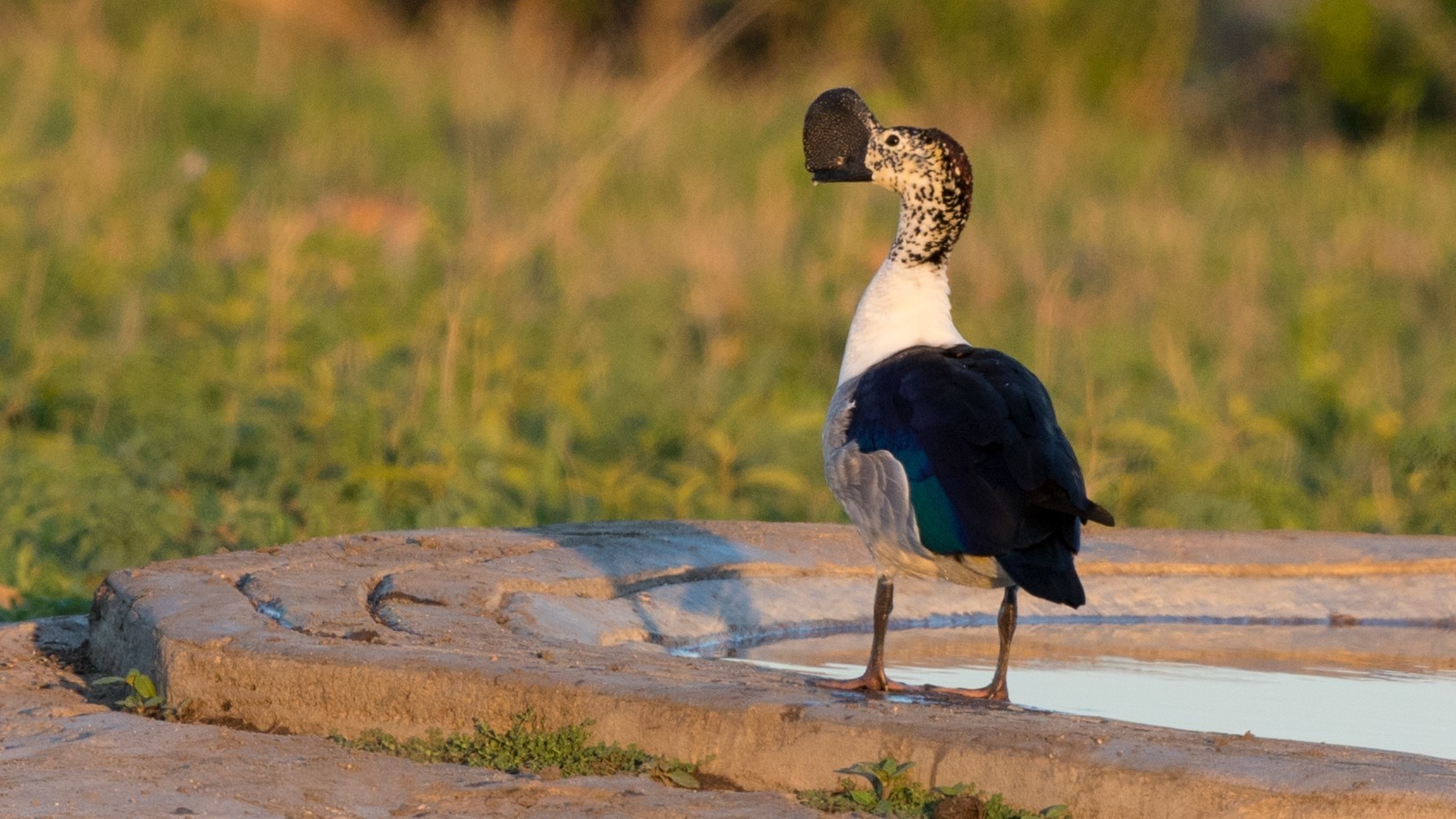 Spur-winged Goose — Ana fotoğraf