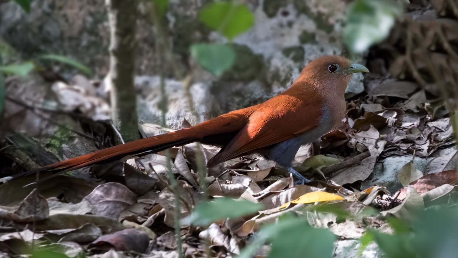 Squirrel Cuckoo — Ana fotoğraf