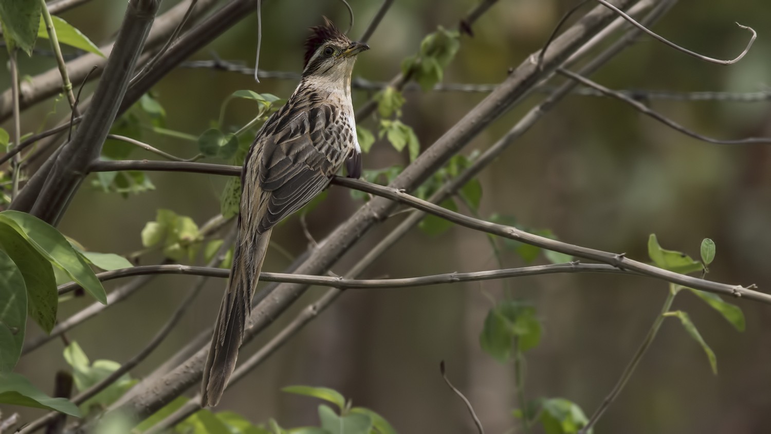 Striped Cuckoo