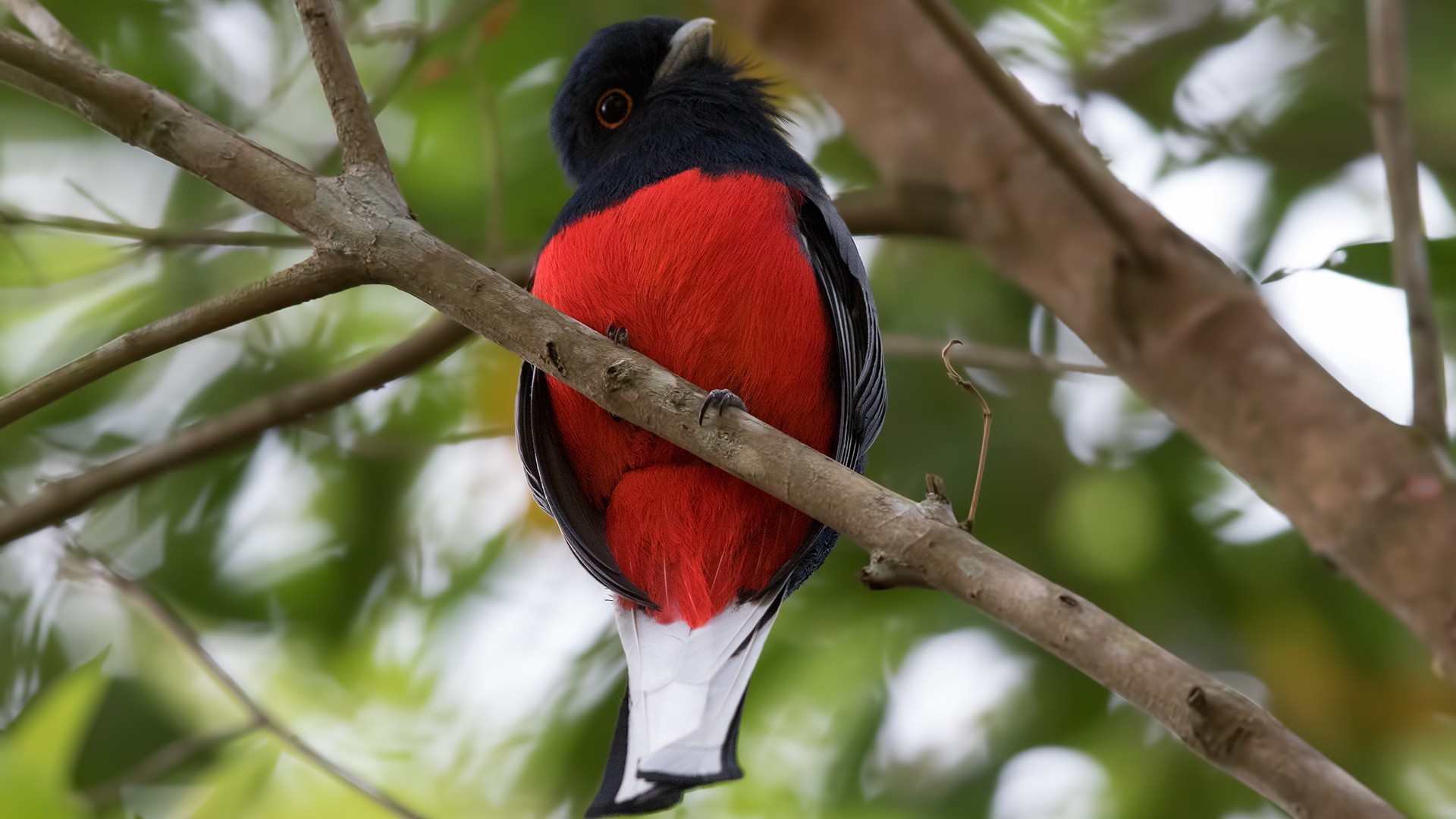 Southern Surucua Trogon