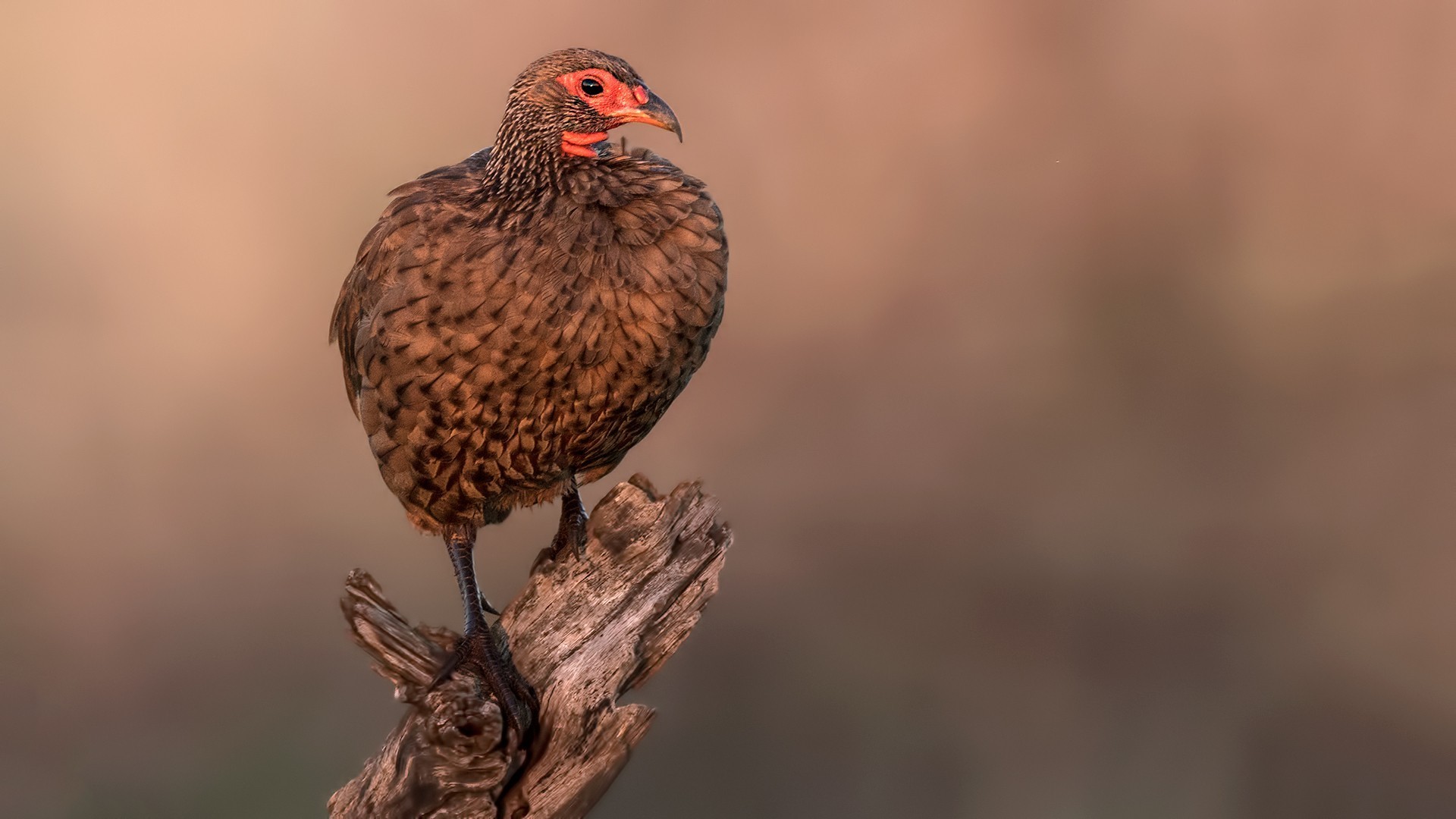 Swainson's Francolin