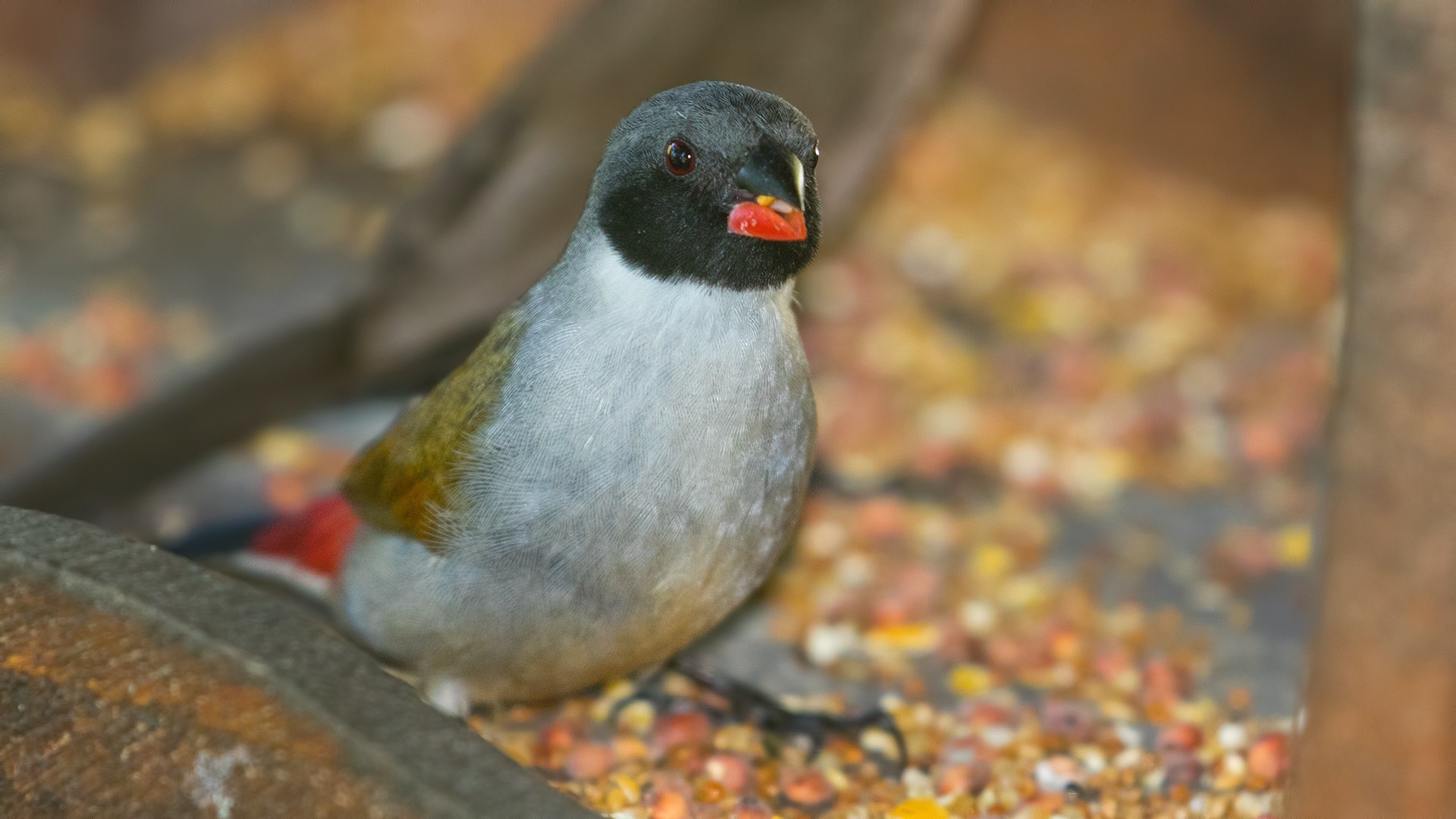 Swee Waxbill