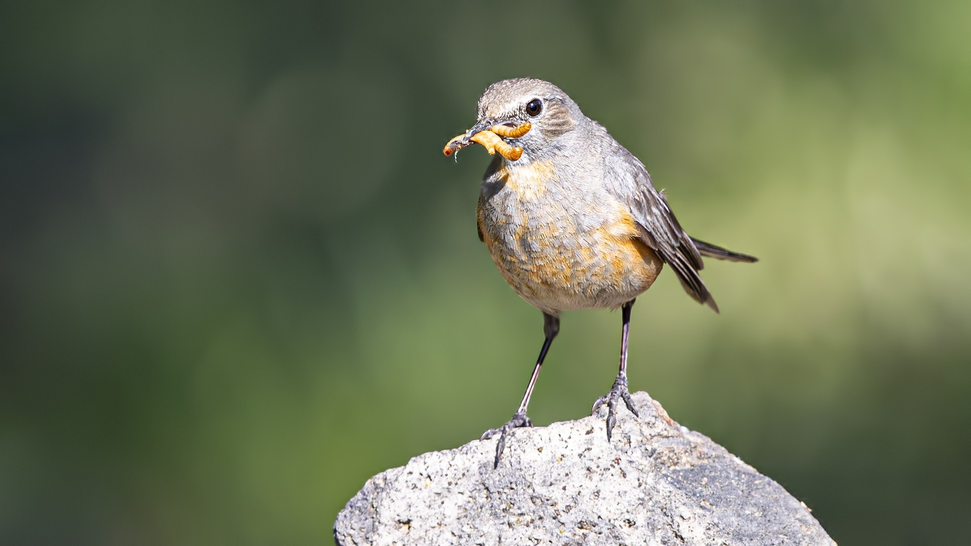 White-throated Robin