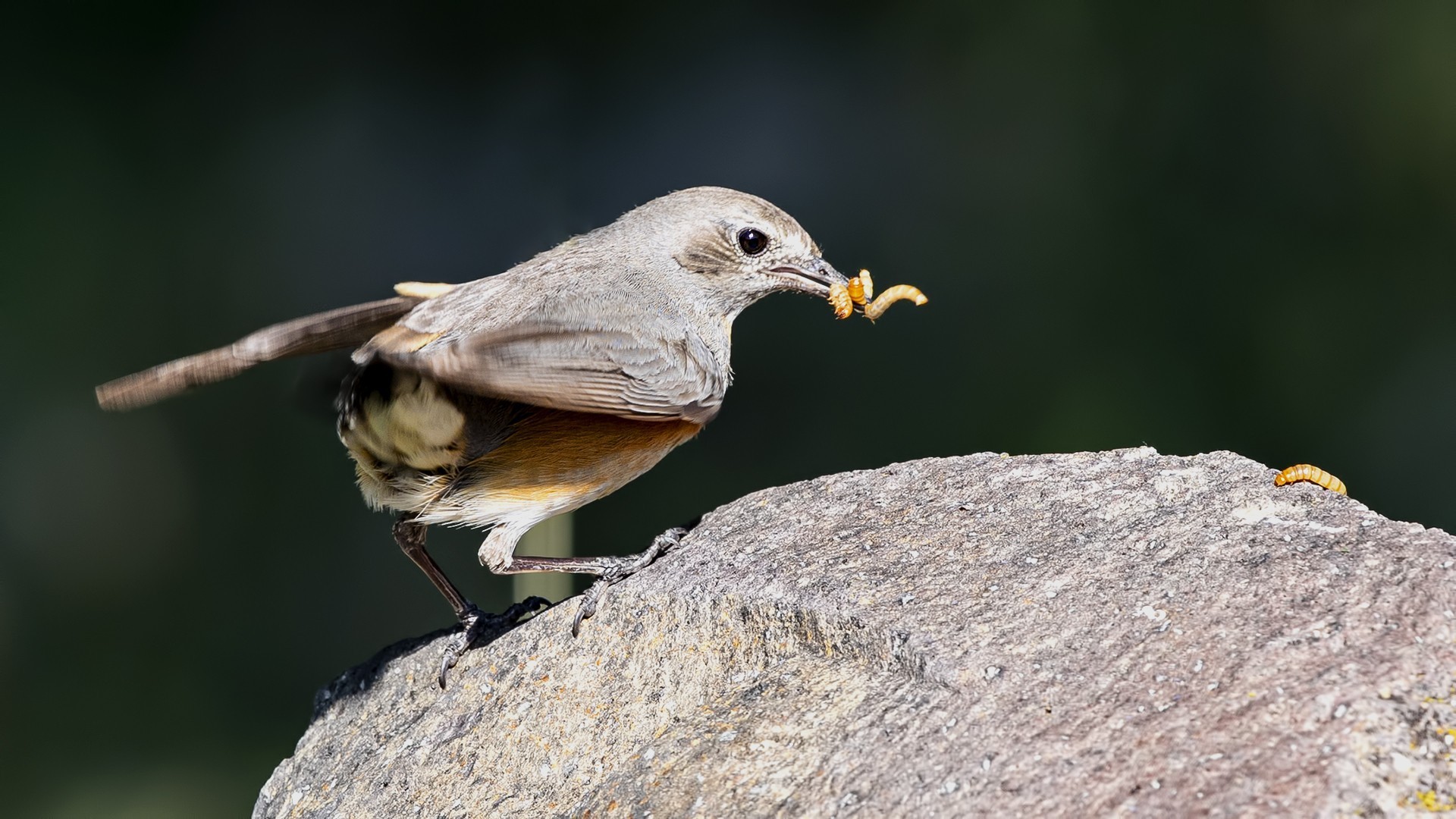 White-throated Robin