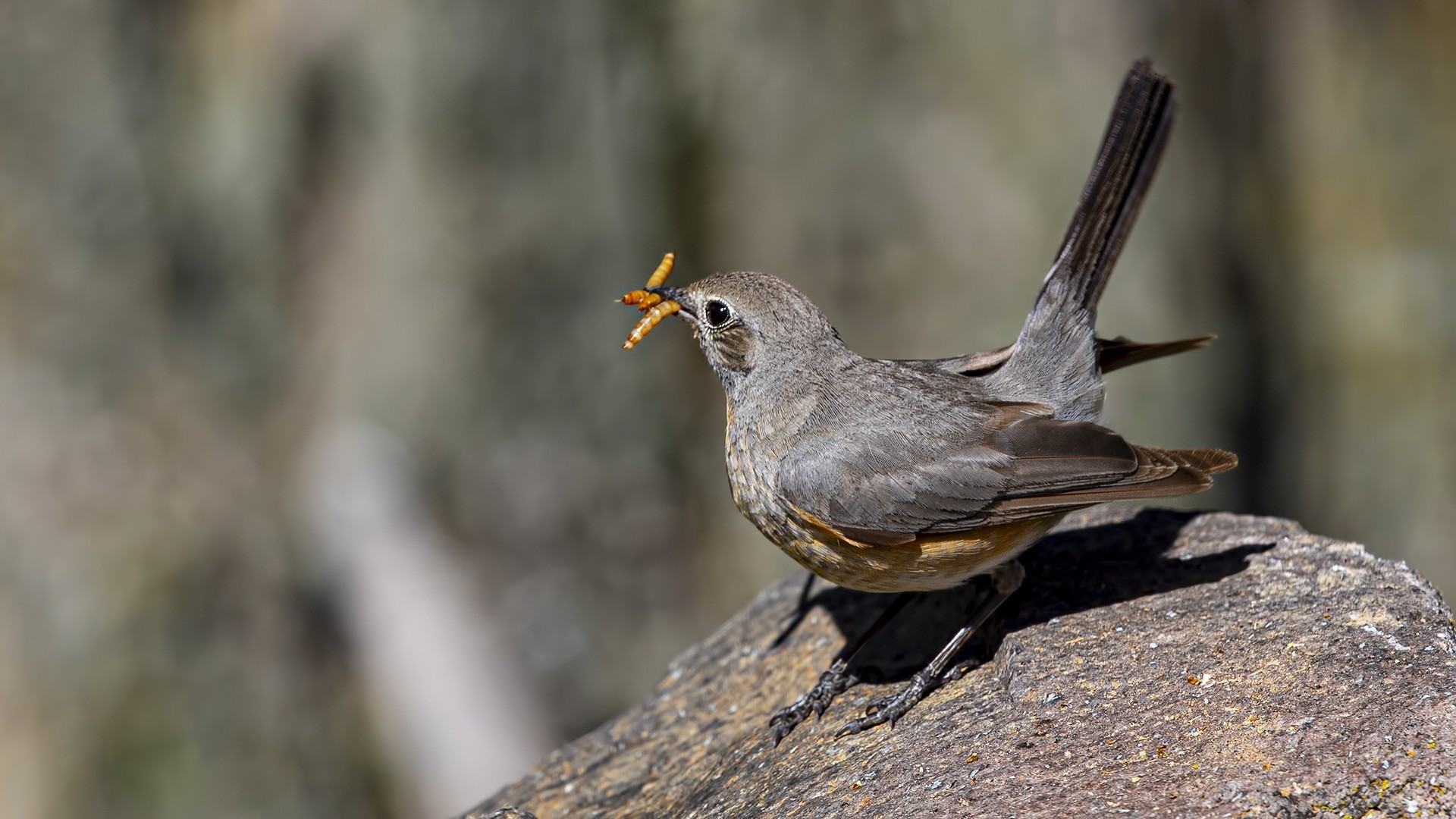 White-throated Robin