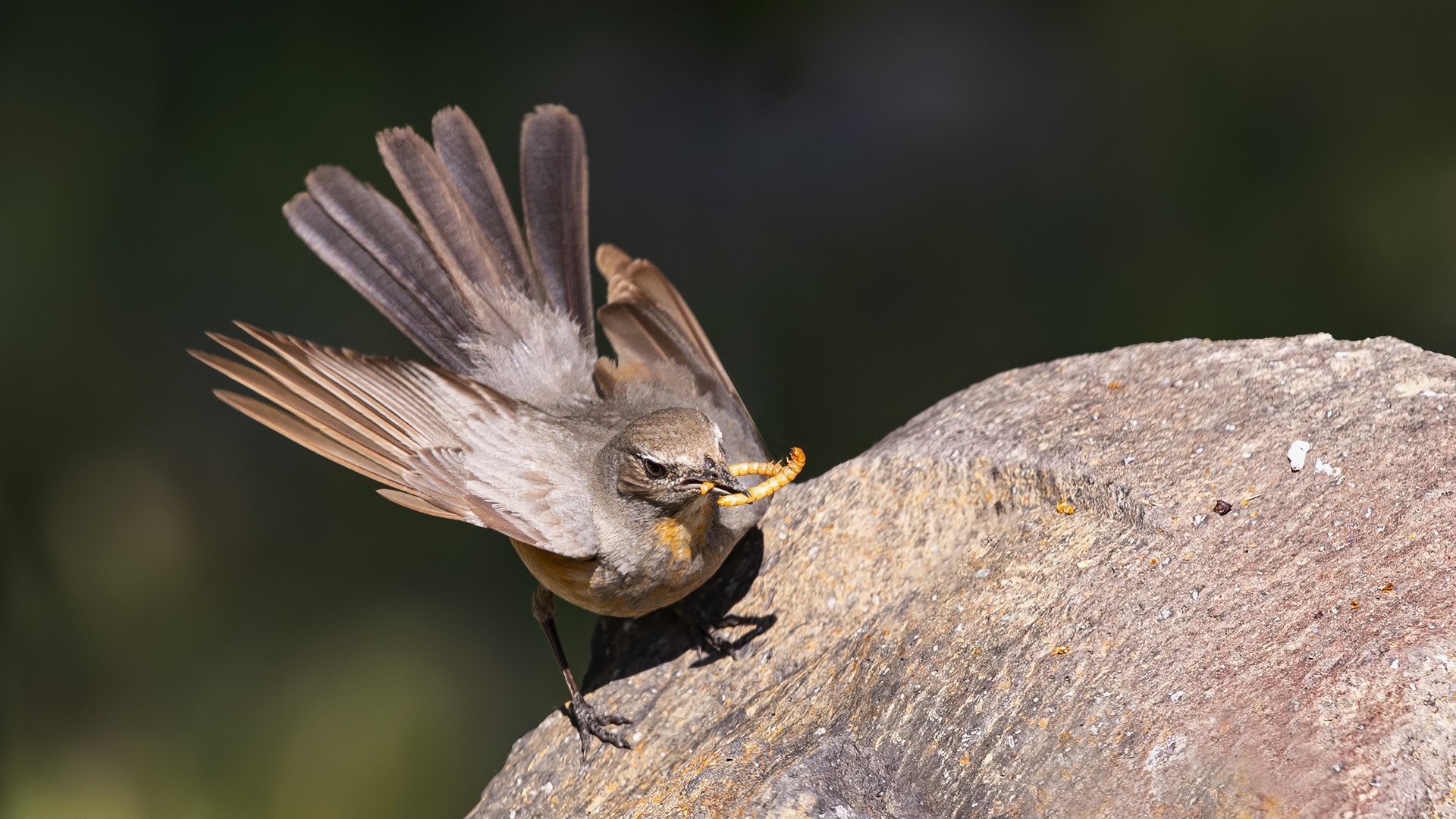 White-throated Robin