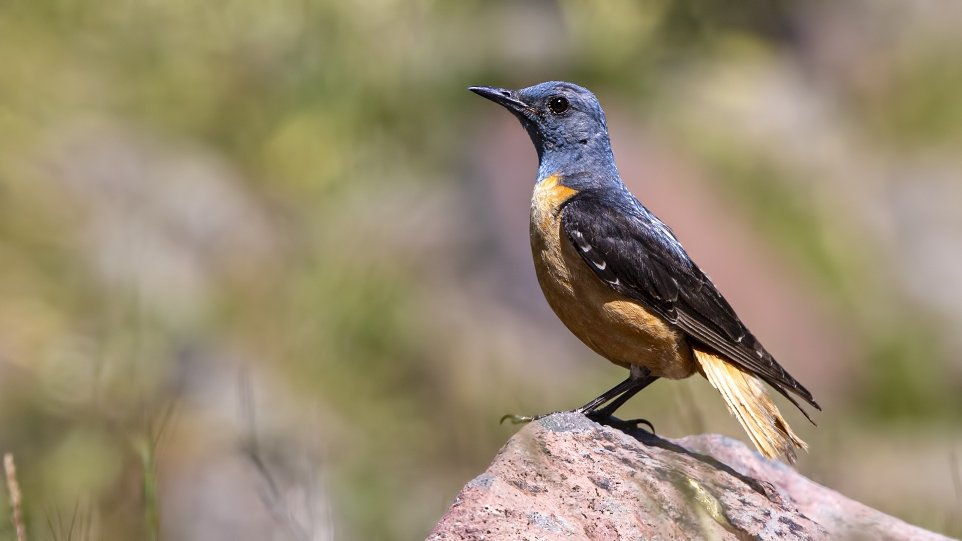Rufous-tailed Rock-Thrush