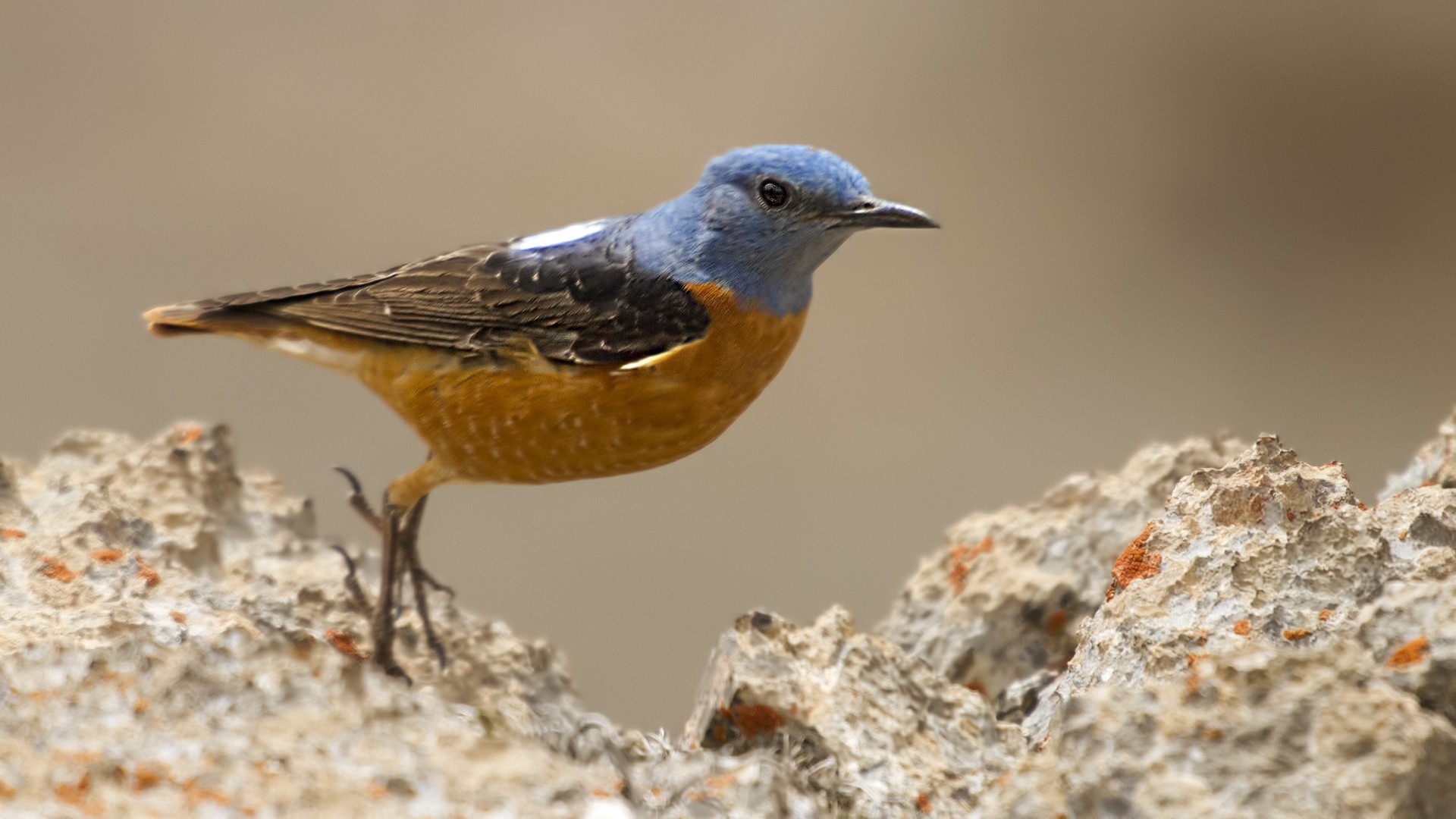 Common Rock-thrush
