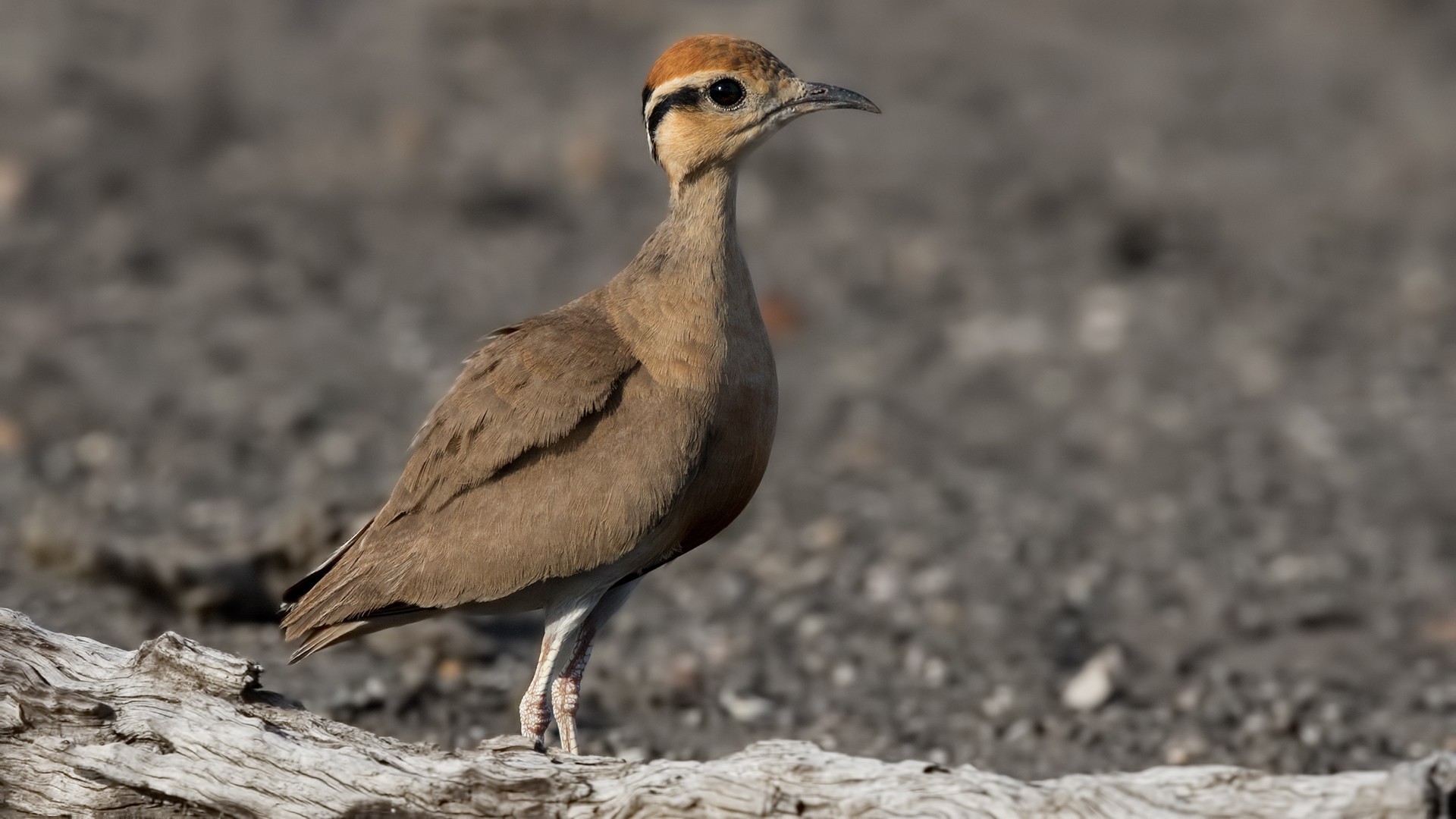 Temminck's Courser — Ana fotoğraf
