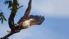 African Fish-eagle