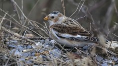Snow Bunting