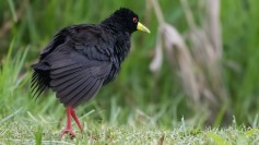 Black Crake