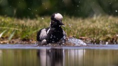 Blacksmith Lapwing