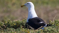 Kelp Gull