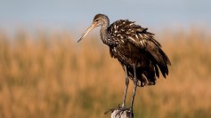 Limpkin
